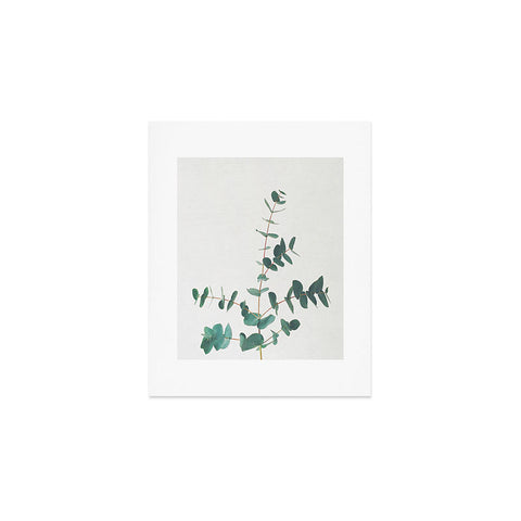 Cassia Beck The Eucalyptus Art Print