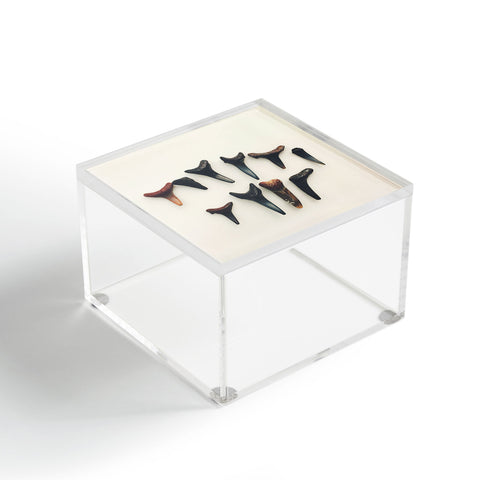Catherine McDonald Amelia Island Shark Teeth Acrylic Box