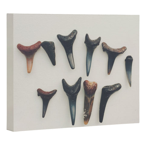 Catherine McDonald Amelia Island Shark Teeth Art Canvas
