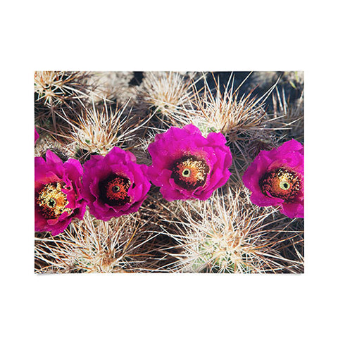Catherine McDonald Cactus Flowers Poster