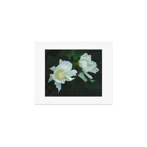 Catherine McDonald Cotton Blossom Art Print