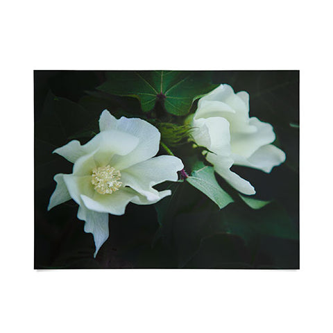 Catherine McDonald Cotton Blossom Poster