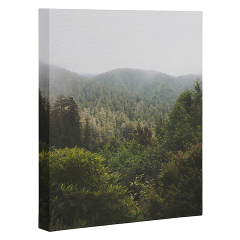 Catherine McDonald Northern California Redwood Forest Art Canvas