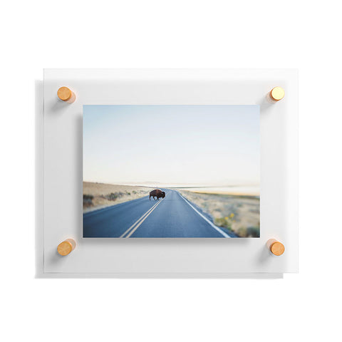 Chelsea Victoria Buffalo Crossing Floating Acrylic Print