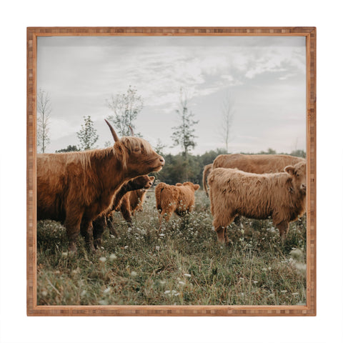 Chelsea Victoria Highland Cows In The Meadow Square Tray