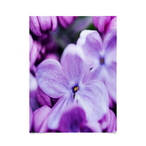 Chelsea Victoria Lilac Lilac Poster