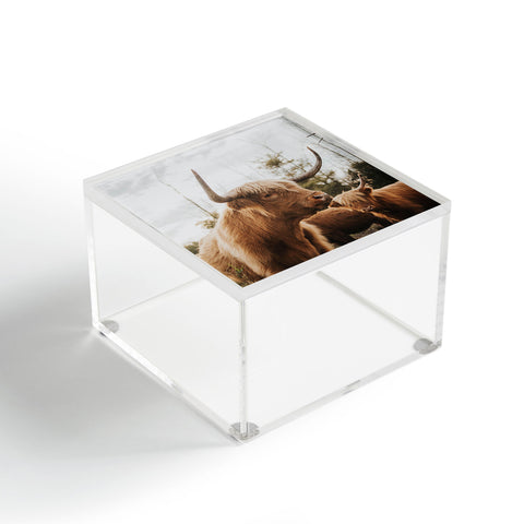 Chelsea Victoria Statuesque Highland Cow Acrylic Box