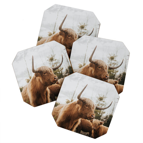 Chelsea Victoria Statuesque Highland Cow Coaster Set