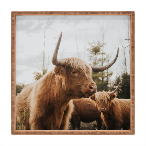 Chelsea Victoria Statuesque Highland Cow Square Tray