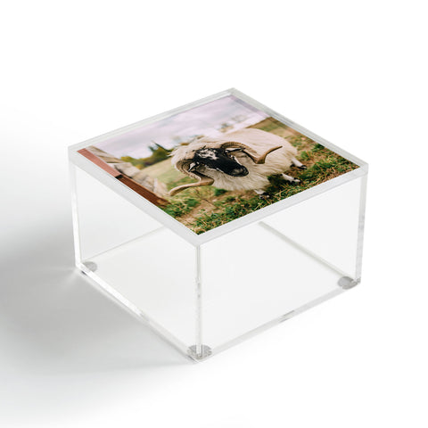 Chelsea Victoria The Curious Sheep Acrylic Box