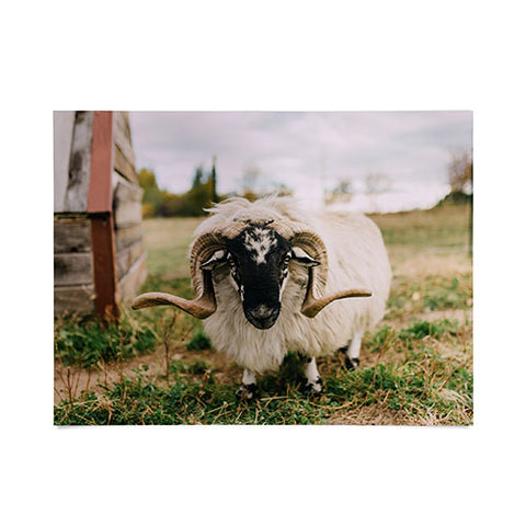 Chelsea Victoria The Curious Sheep Poster