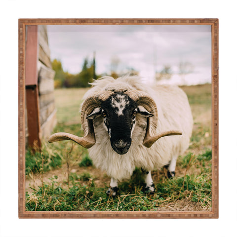 Chelsea Victoria The Curious Sheep Square Tray