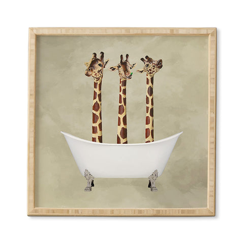 Coco de Paris 3 giraffes in bathtub Framed Wall Art
