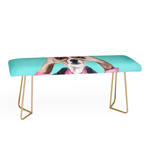 Coco de Paris Chihuahua is looking Bench