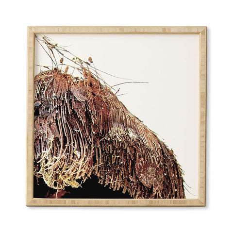 Deb Haugen Coconut 1 Framed Wall Art