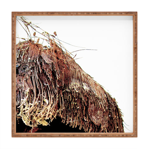 Deb Haugen Coconut 1 Square Tray