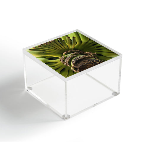 Deb Haugen Haleiwa H Acrylic Box
