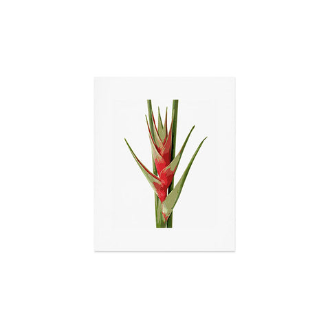 Deb Haugen Heliconia 2 Art Print