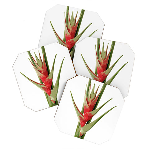 Deb Haugen Heliconia 2 Coaster Set