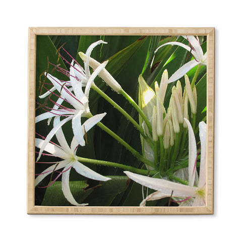 Deb Haugen spider lily Framed Wall Art