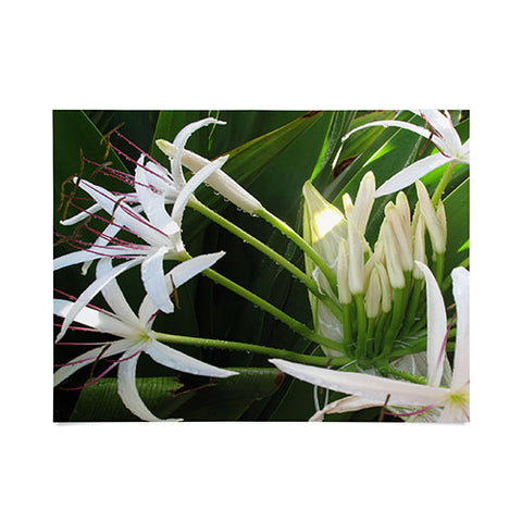 Deb Haugen spider lily Poster