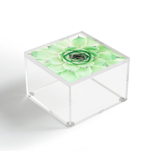 Emanuela Carratoni Mint Succulent Acrylic Box