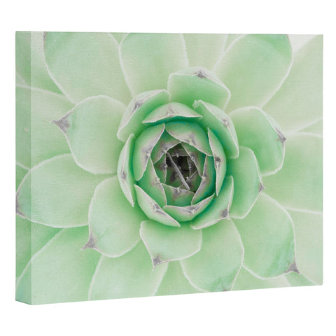 Emanuela Carratoni Mint Succulent Art Canvas