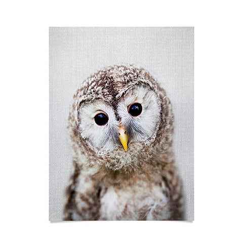 Gal Design Baby Owl Colorful Poster