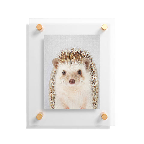 Gal Design Hedgehog Colorful Floating Acrylic Print