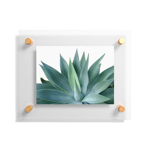 Gale Switzer Agave Blanco Floating Acrylic Print