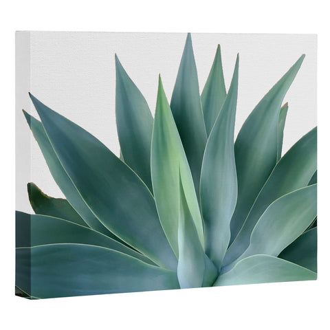 Gale Switzer Agave Blanco Art Canvas