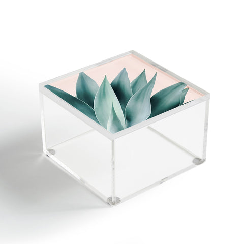 Gale Switzer Agave Flare II peach Acrylic Box