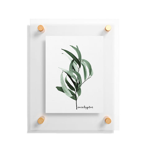 Gale Switzer Eucalyptus Australian gum tree Floating Acrylic Print