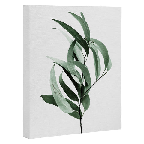 Gale Switzer Eucalyptus Australian gum tree Art Canvas