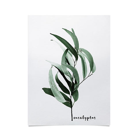 Gale Switzer Eucalyptus Australian gum tree Poster
