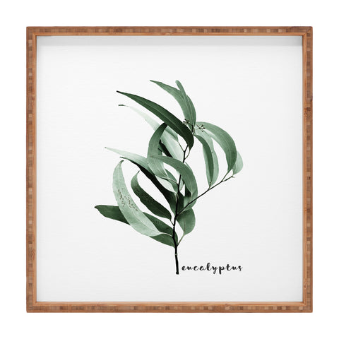 Gale Switzer Eucalyptus Australian gum tree Square Tray