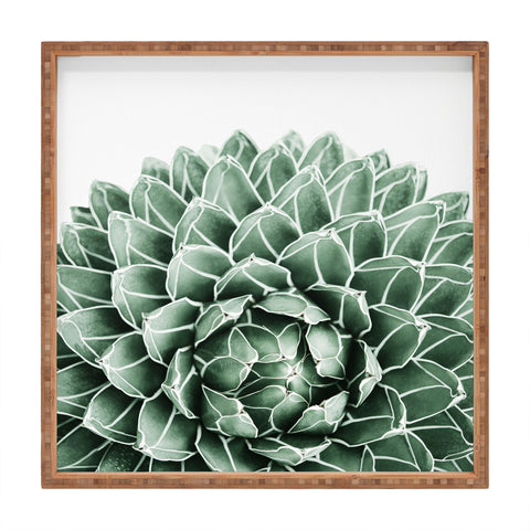 Gale Switzer Succulent splendour Square Tray