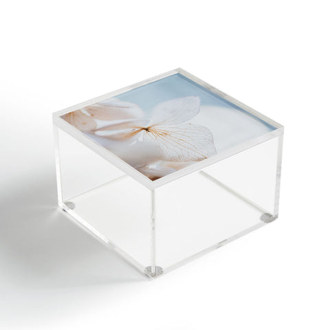 Hello Twiggs Pastel Dry Hydrangea Acrylic Box