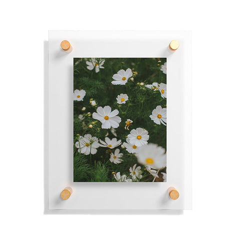Hello Twiggs White Cosmos Floating Acrylic Print