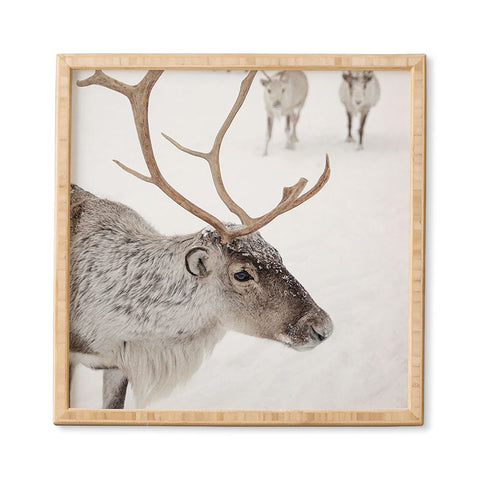 Henrike Schenk - Travel Photography Reindeer With Antlers Art Print Tromso Norway Animal Snow Photo Framed Wall Art