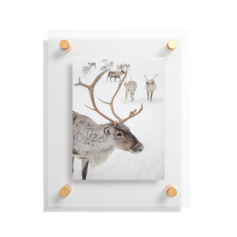 Henrike Schenk - Travel Photography Reindeer With Antlers Art Print Tromso Norway Animal Snow Photo Floating Acrylic Print