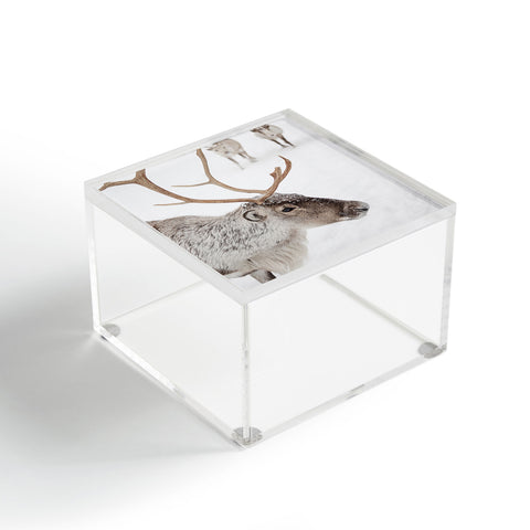 Henrike Schenk - Travel Photography Reindeer With Antlers Art Print Tromso Norway Animal Snow Photo Acrylic Box