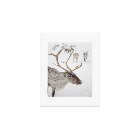 Henrike Schenk - Travel Photography Reindeer With Antlers Art Print Tromso Norway Animal Snow Photo Art Print