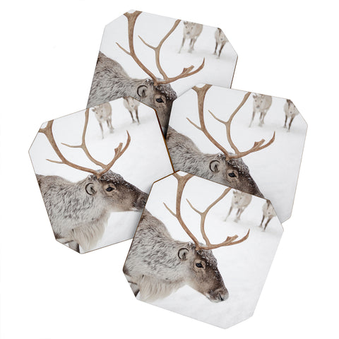 Henrike Schenk - Travel Photography Reindeer With Antlers Art Print Tromso Norway Animal Snow Photo Coaster Set