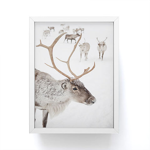 Henrike Schenk - Travel Photography Reindeer With Antlers Art Print Tromso Norway Animal Snow Photo Framed Mini Art Print