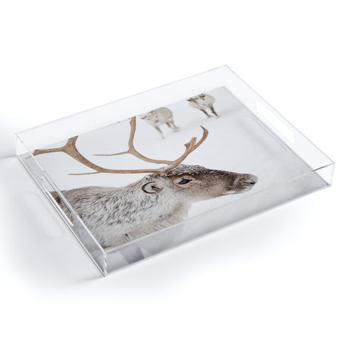 Henrike Schenk - Travel Photography Reindeer With Antlers Art Print Tromso Norway Animal Snow Photo Acrylic Tray