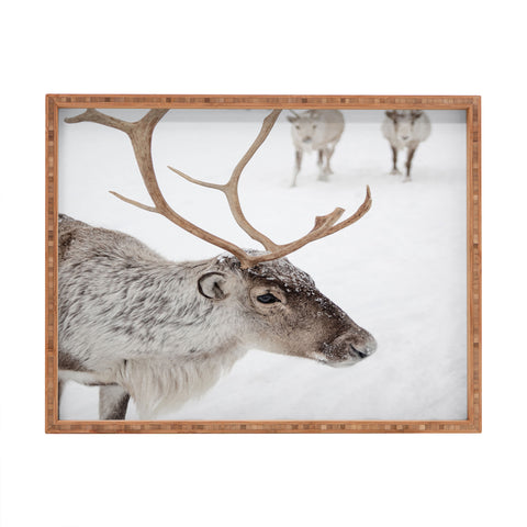 Henrike Schenk - Travel Photography Reindeer With Antlers Art Print Tromso Norway Animal Snow Photo Rectangular Tray