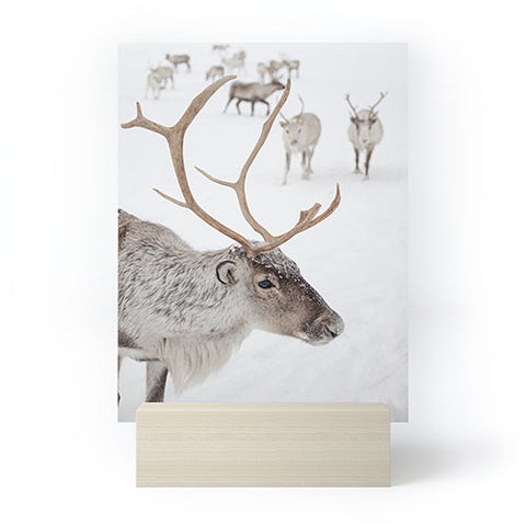 Henrike Schenk - Travel Photography Reindeer With Antlers Art Print Tromso Norway Animal Snow Photo Mini Art Print