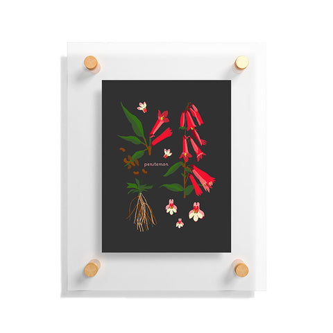 Holli Zollinger DESERT BOTANICAL PENSTEMON Floating Acrylic Print