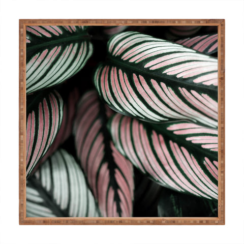 Ingrid Beddoes Calathea Abstract Square Tray